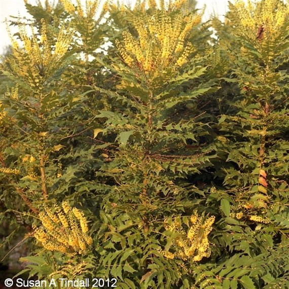Mahonia 'Winter Sun' - 7.5L Pot