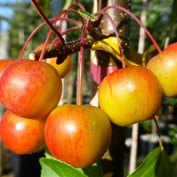 Malus 'Evereste' Tree