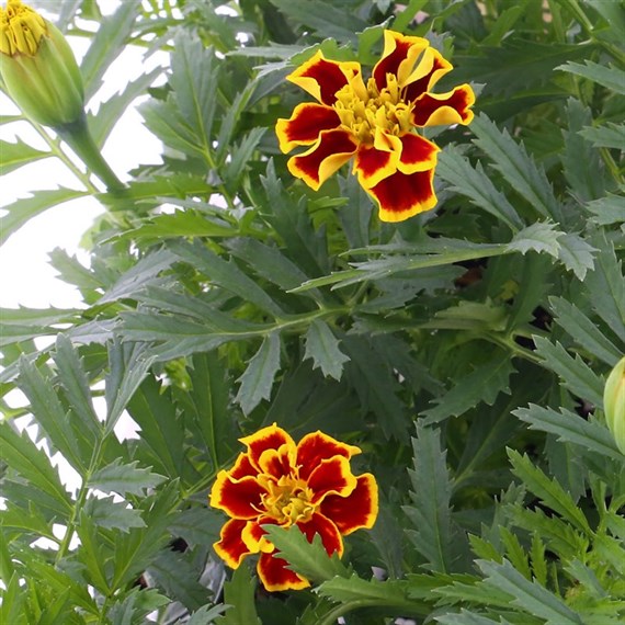 Marigold French Durango Bee 6 Pack Boxed Bedding