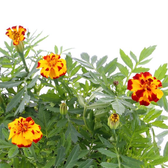 Marigold French Durango Flame 6 Pack Boxed Bedding