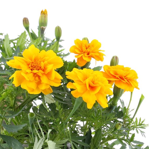 Marigold French Durango Gold 6 Pack Boxed Bedding