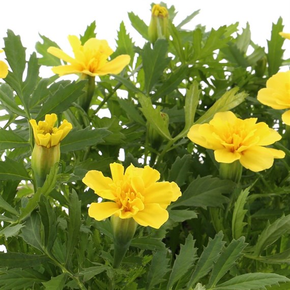 Marigold French Durango Lemon Zest 12 Pack Boxed Bedding