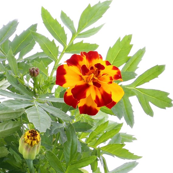Marigold French Durango Mixed 6 Pack Boxed Bedding