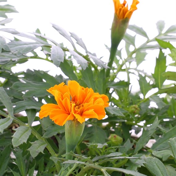 Marigold French Durango Tangerine 6 Pack Boxed Bedding