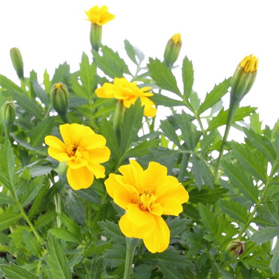 Marigold French Durango Yellow 6 Pack Boxed Bedding