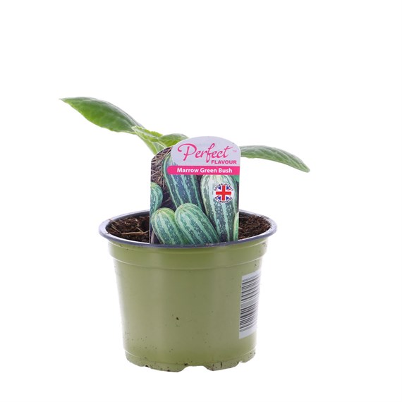 Marrow Green Bush 10.5cm Pot Vegetable