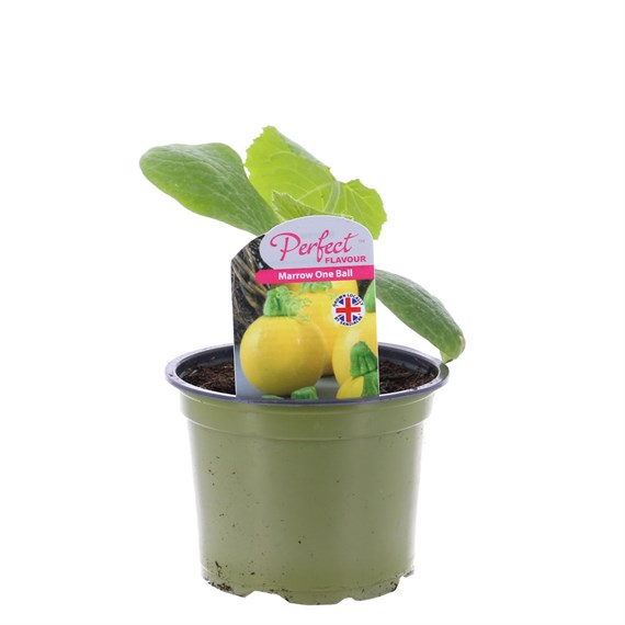 Marrow One Ball 10.5cm Pot Vegetable