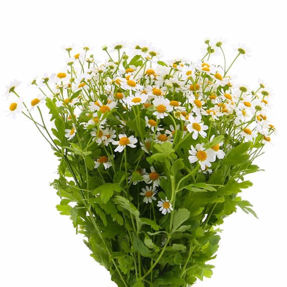 Matricaria Single Daisy (x 5 Individual Stems) - White