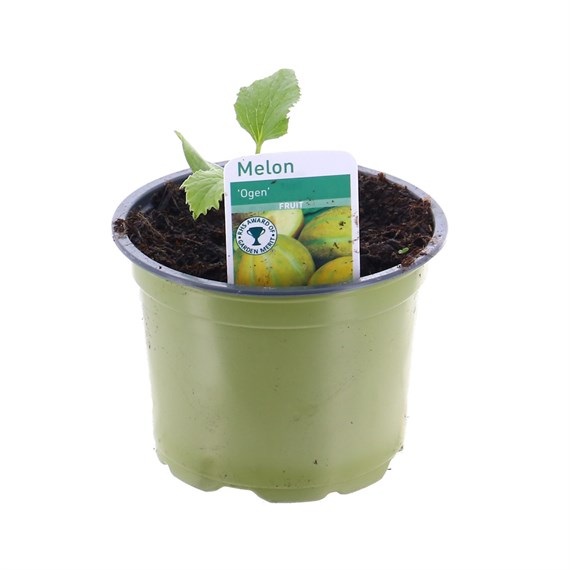 Melon Ogen 10.5cm Pot Fruit