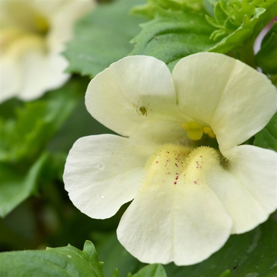 Mimulus Ivory 6 Pack Boxed Bedding