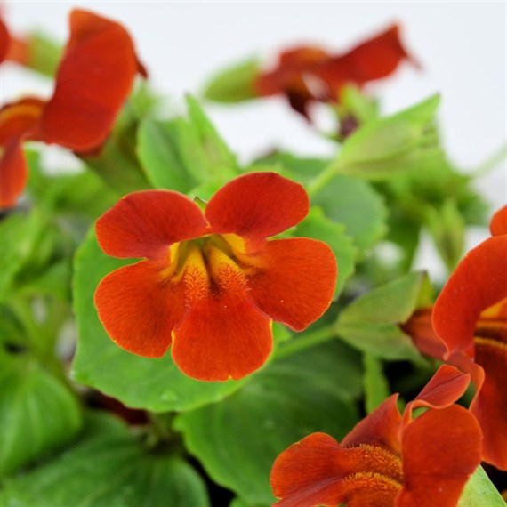 Mimulus Red 6 Pack Boxed Bedding