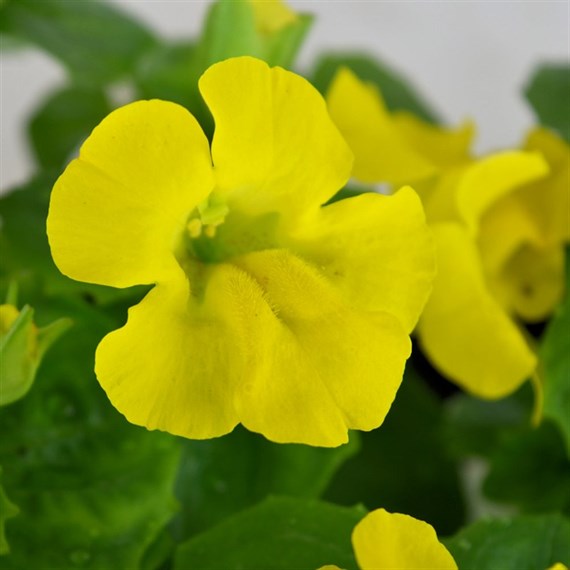 Mimulus Yellow 6 Pack Boxed Bedding