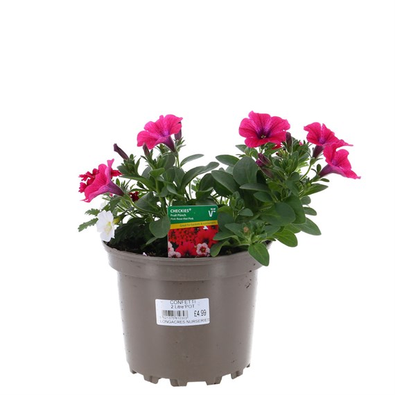 Mixed Species Checkies Fruit Punch Trio 2L Pot Bedding