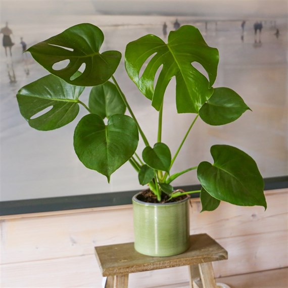 Monstera Deliciosa Houseplant - 14cm Pot