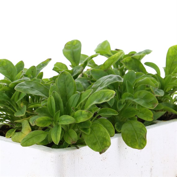Myosotis Forget-Me-Not Blue 6 Pack Boxed Bedding
