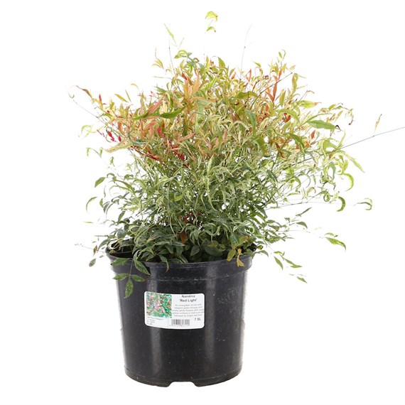 Nandina Domestica 'Red Light' - 7.5L Pot