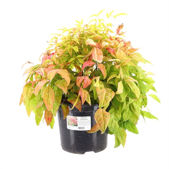 Nandina 'Fire Power' - 4L Pot
