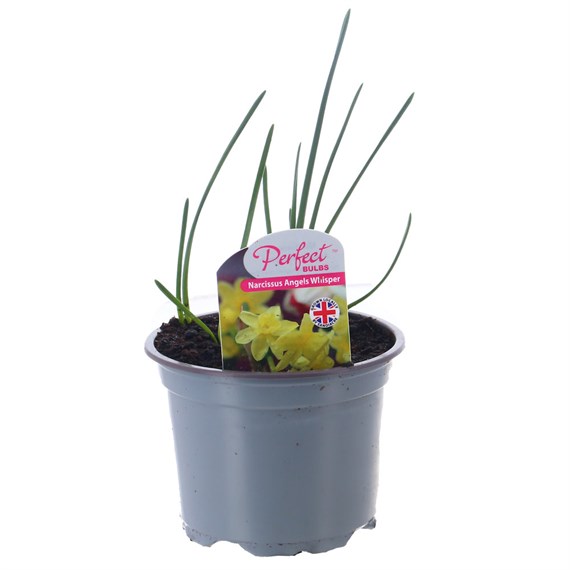 Narcissus Angels Whisper 10.5cm Pot Bedding Bulbs