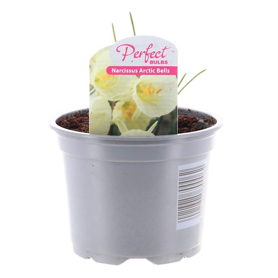 Narcissus Artic Bells 10.5cm Pot Bedding Bulbs