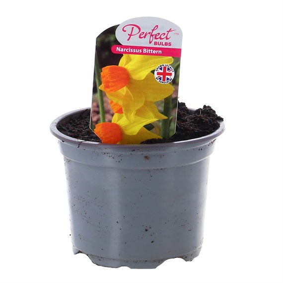 Narcissus Bittern 10.5cm Pot Bedding Bulbs