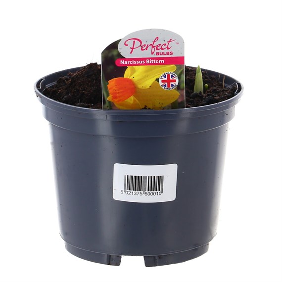 Narcissus Bittern 13cm Pot Bedding Bulbs