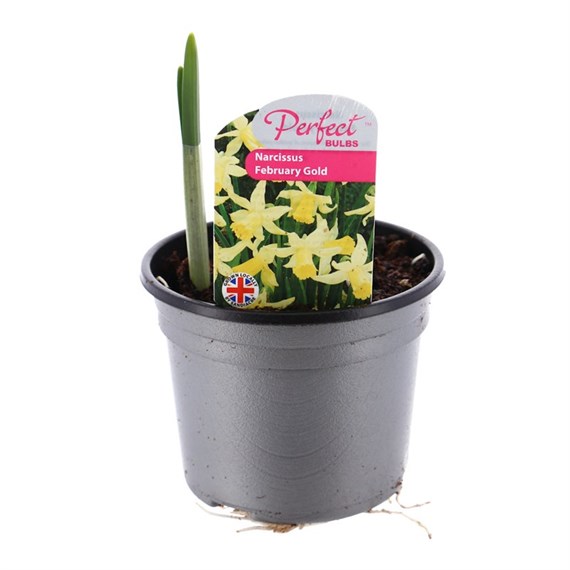 Narcissus February Gold 10.5cm Pot Bedding Bulbs