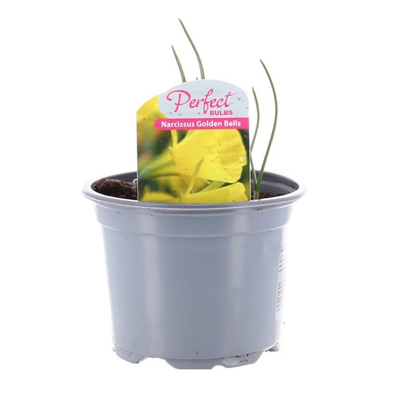 Narcissus Golden Bells 10.5cm Pot Bedding Bulbs