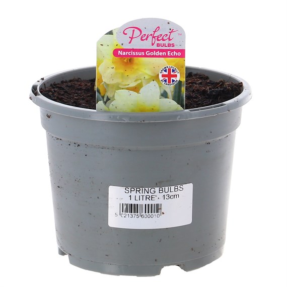 Narcissus Golden Echo 13cm Pot Bedding Bulbs