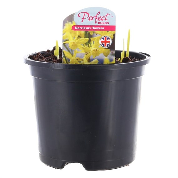 Narcissus Hawera 13cm Pot Bedding Bulbs