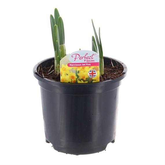 Narcissus Jet Fire Spring Bulbs 13cm Potted Bulbs Bedding