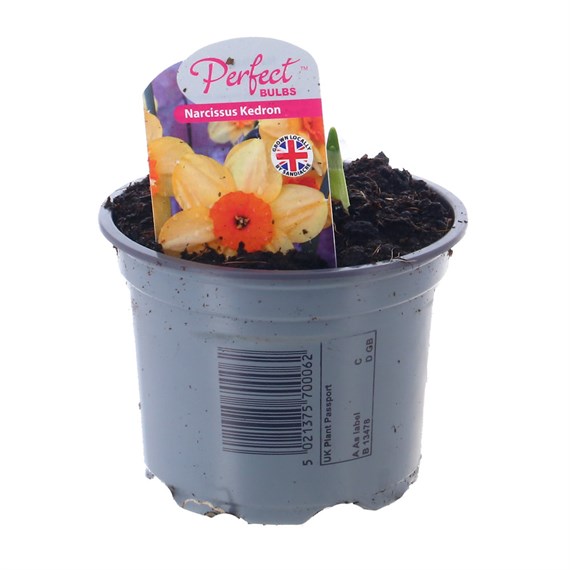 Narcissus Kedron 10.5cm Pot Bedding Bulbs