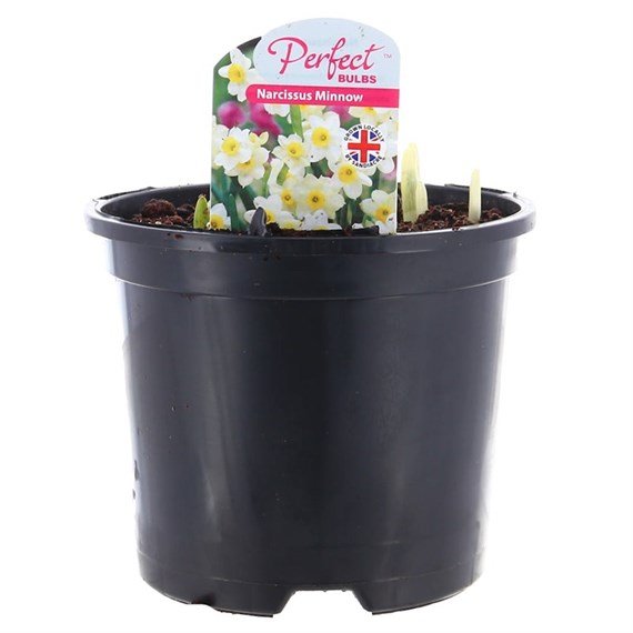 Narcissus Minnow 13cm Pot Bedding Bulbs