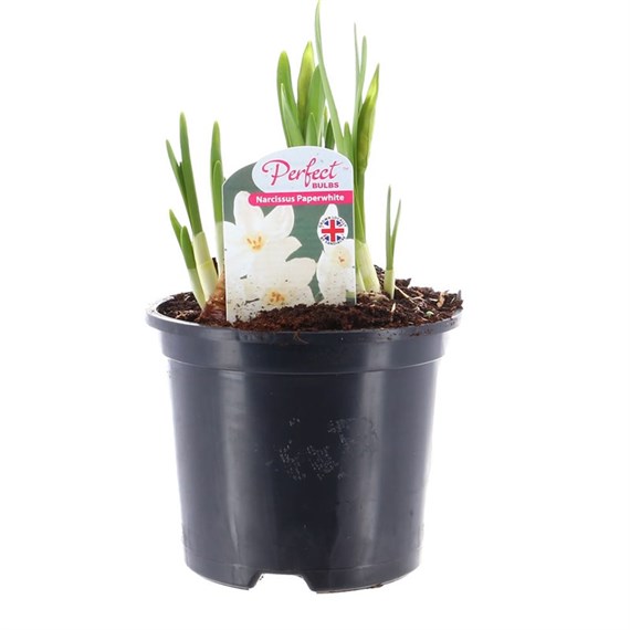 Narcissus Paperwhite 13cm Pot Bedding Bulbs