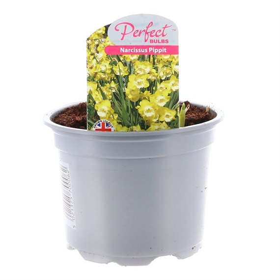 Narcissus Pippit 10.5cm Pot Bedding Bulbs