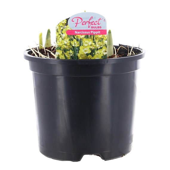 Narcissus Pippit 13cm Pot Bedding Bulbs