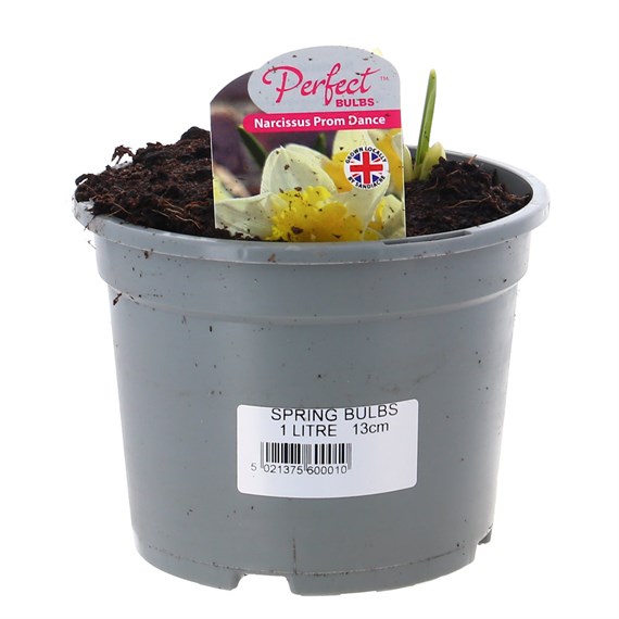 Narcissus Prom Dance 13cm Pot Bedding Bulbs