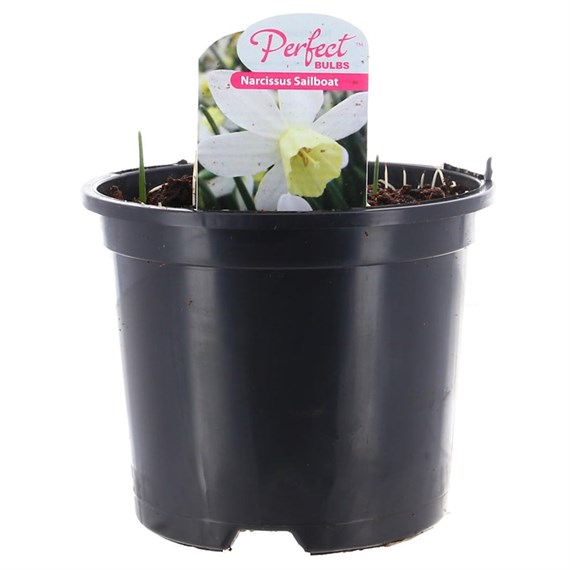 Narcissus Sailboat 13cm Pot Bedding Bulbs