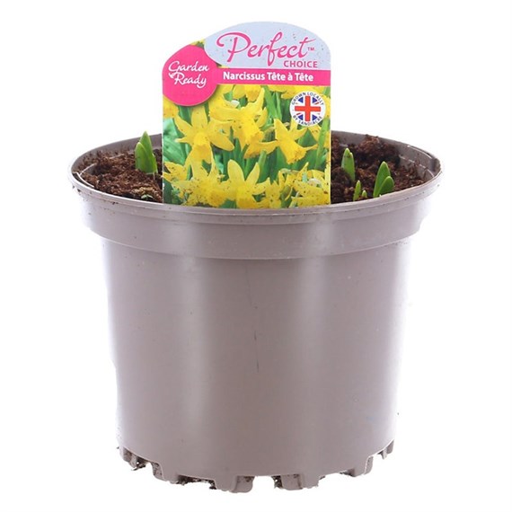 Narcissus Tete a Tete 2L Pot Bedding Bulbs