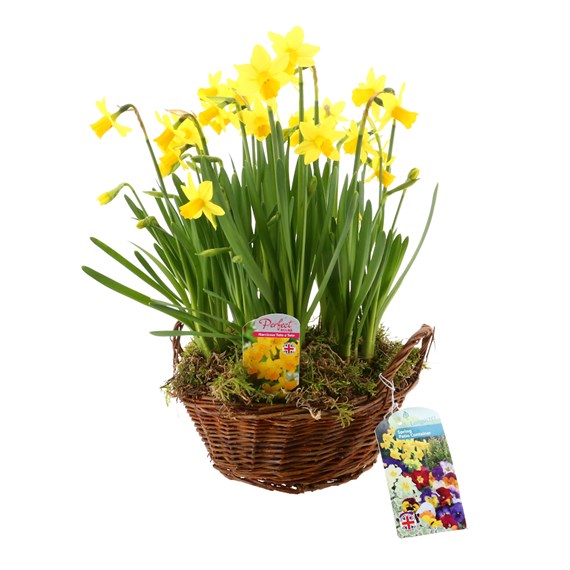 Narcissus Tete a Tete Medium Wicker Bulb Basket