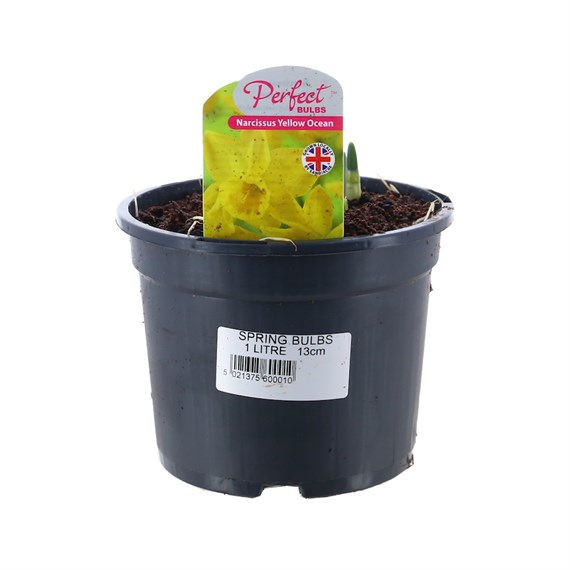 Narcissus Yellow Ocean 13cm Pot Bedding Bulbs