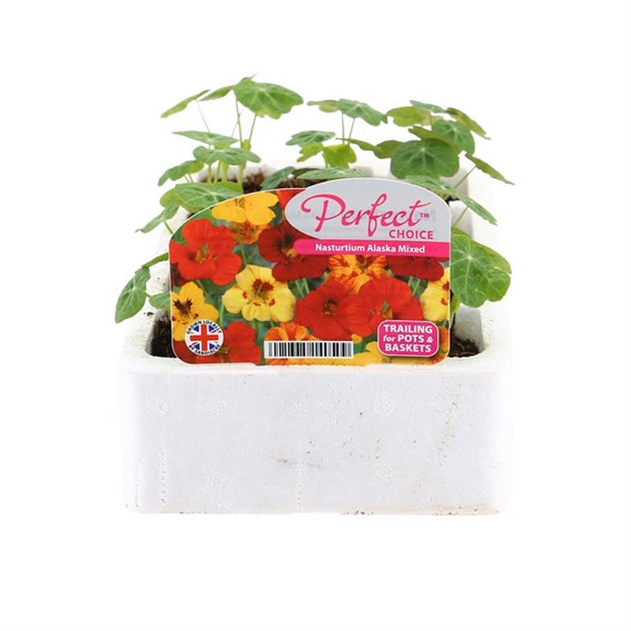 Nasturtium Alaska Mixed 12 Pack Boxed Bedding