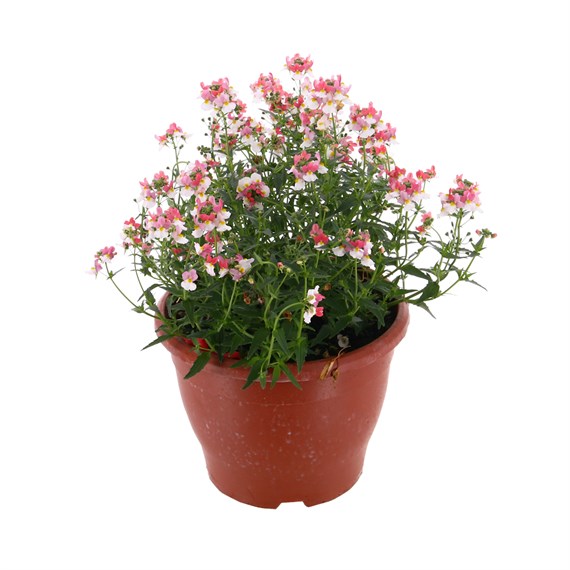 Nemesia Amelia Pink 6.5L Pot Bedding