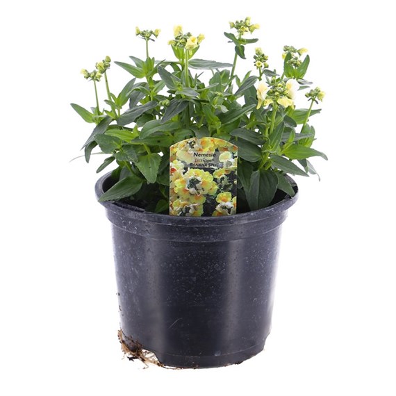 Nemesia Banana Swirl 13cm Pot Bedding