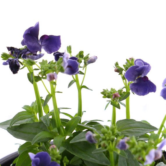 Nemesia Blackberry 13cm Pot Bedding