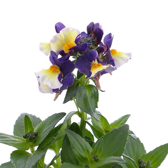 Nemesia Plum Custard 13cm Pot Bedding