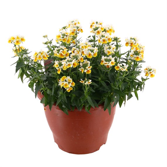 Nemesia 'Sunpeddle Yellow' 6.5L Pot Bedding