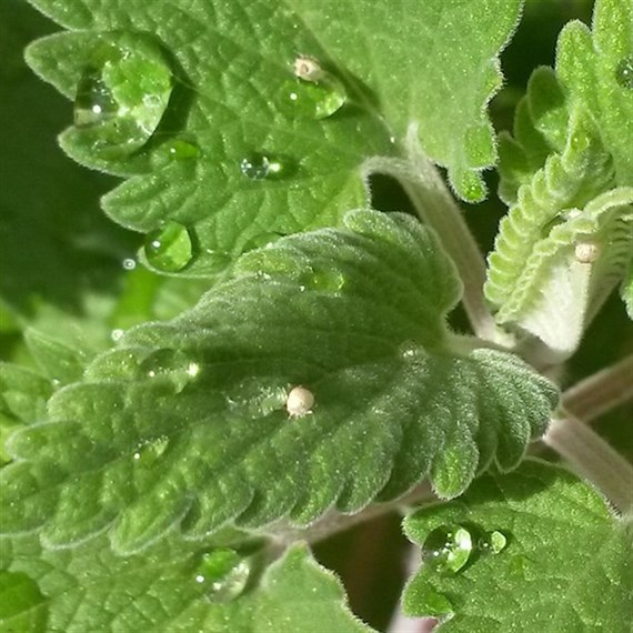 Nepeta Faassinii Kitcat Perennial Plant 9cm Pot - Set of 3