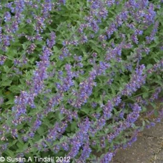 Nepeta Six Hills Giant Perennial Plant 9cm - Set of 3