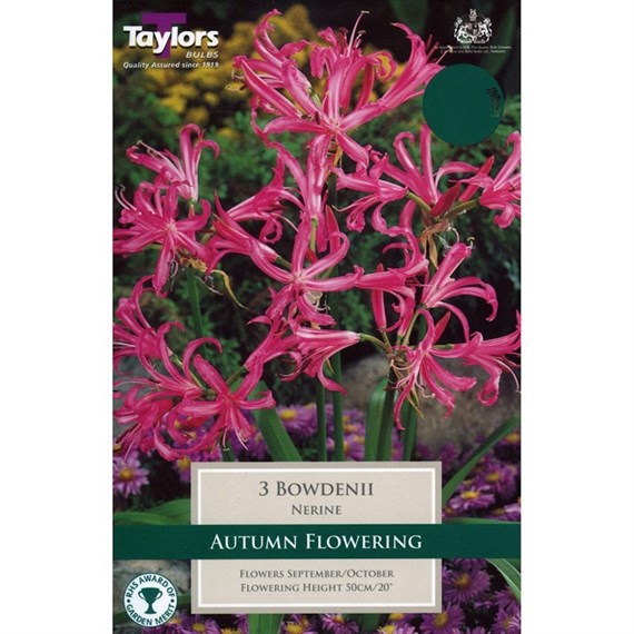 Taylors Bulbs Nerine Bowdenii (3 Pack) (TS763)