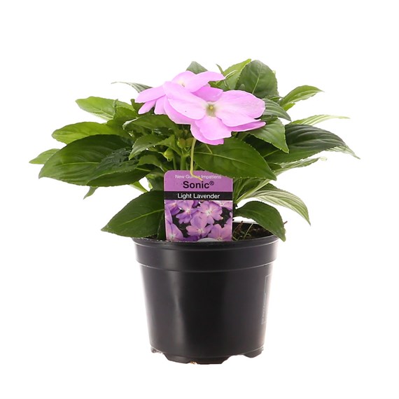 New Guinea Hybrid Impatiens Lavender 13cm Pot Bedding